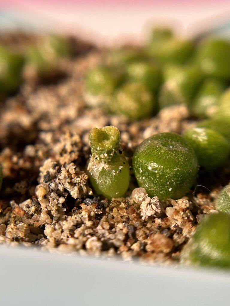 Gibbaeum pilosulum seedling wearing its old cotyledon as a top hat 🎩