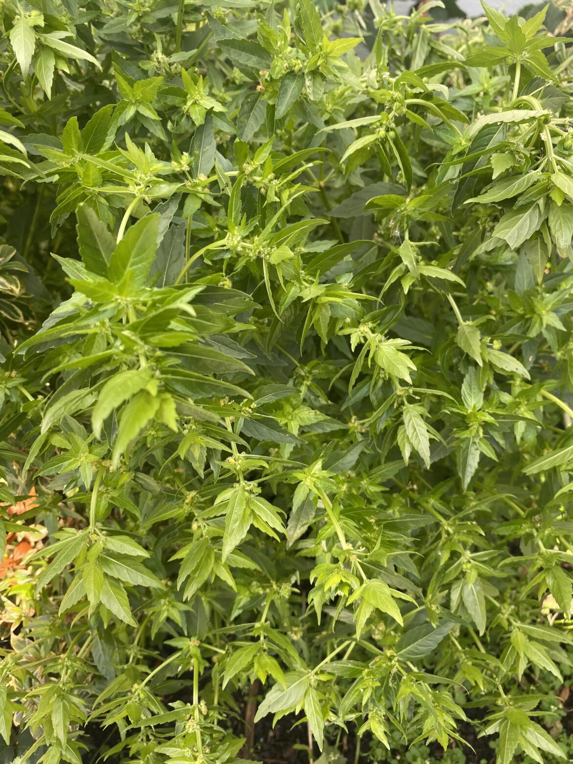 Any idea what this is?