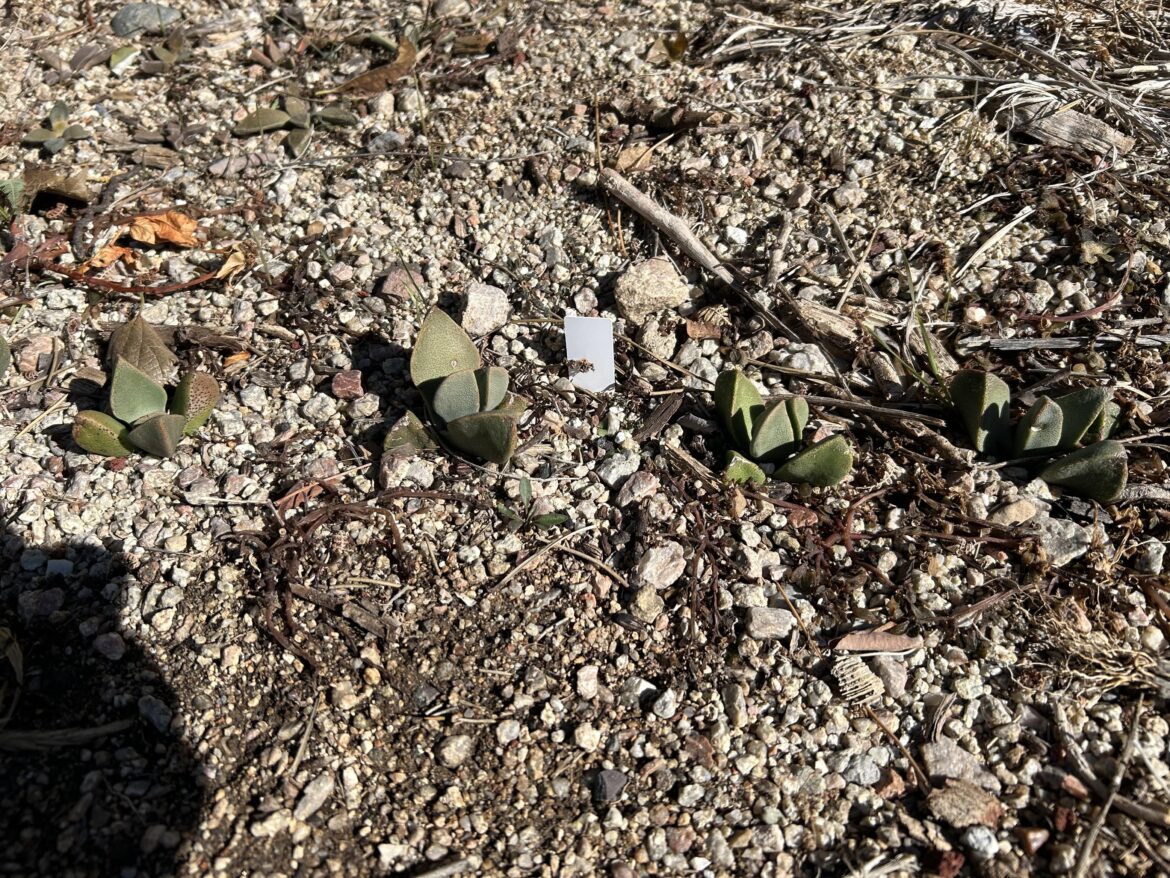 Survived their first snowstorm in New Mexico. Seed-grown Pleiospilos compactus ssp canus.