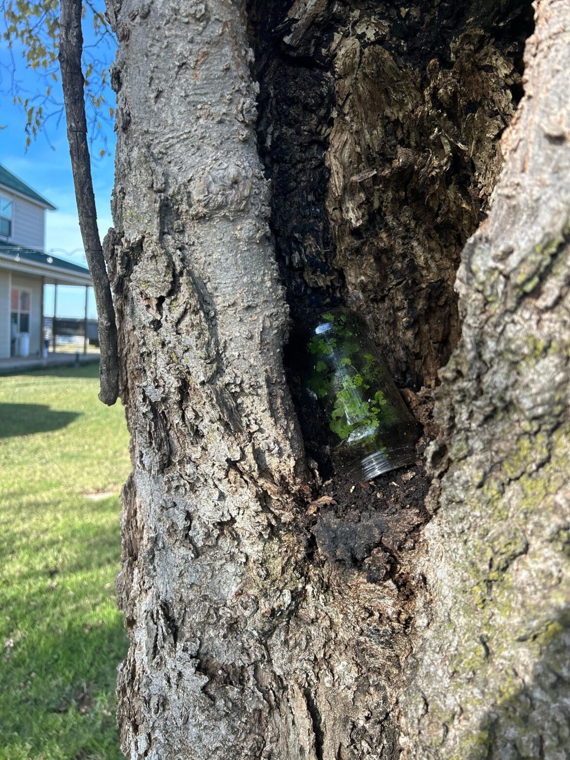 Accidental In Situ