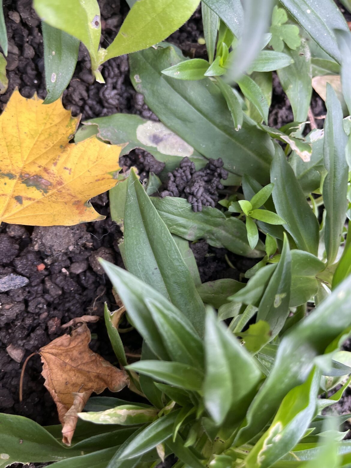 What are these things in my plants and grass?