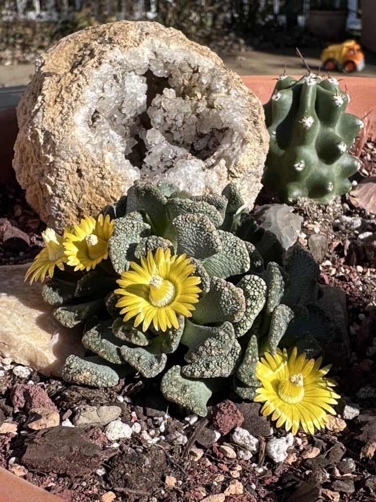 Titanopsis