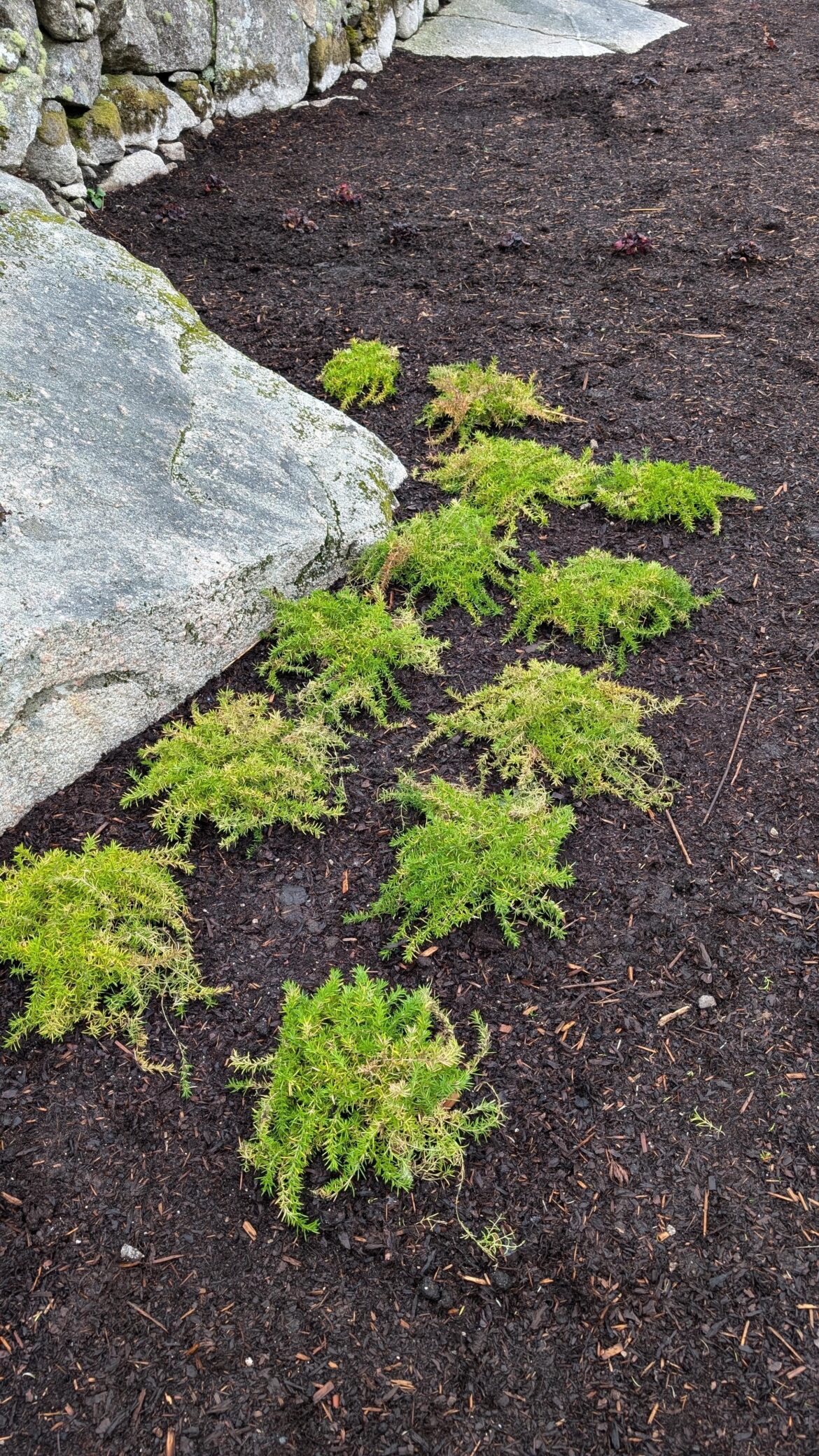 Have I planted these Phlox too close to each other?