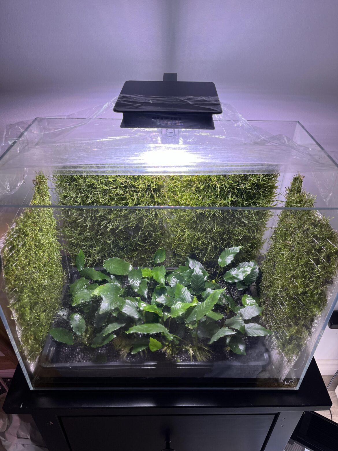 Week 2 Update Moss Walls
