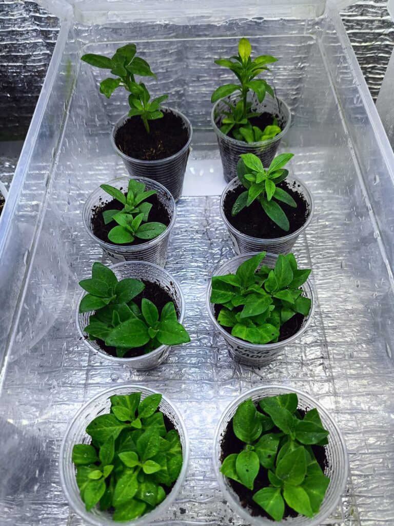Petunia & petchoa