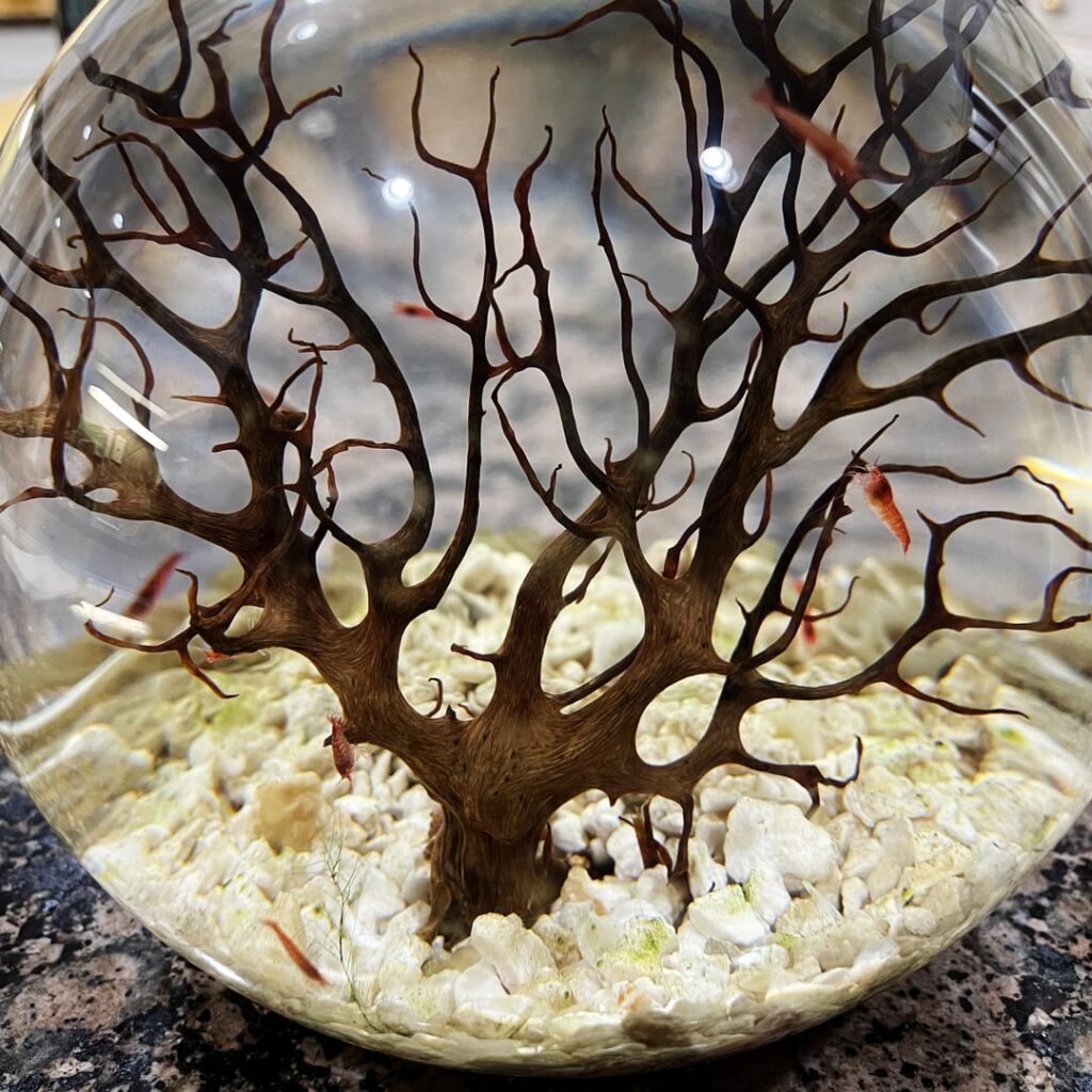A few folks requested to see our complete Shrimparium setup: A Sustainable Mini-Ecosystem with Opae Ula Shrimp!