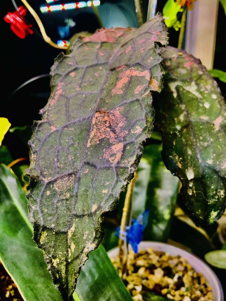 Clemensiorium
