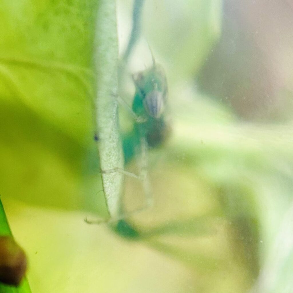 Damselfly nymph?