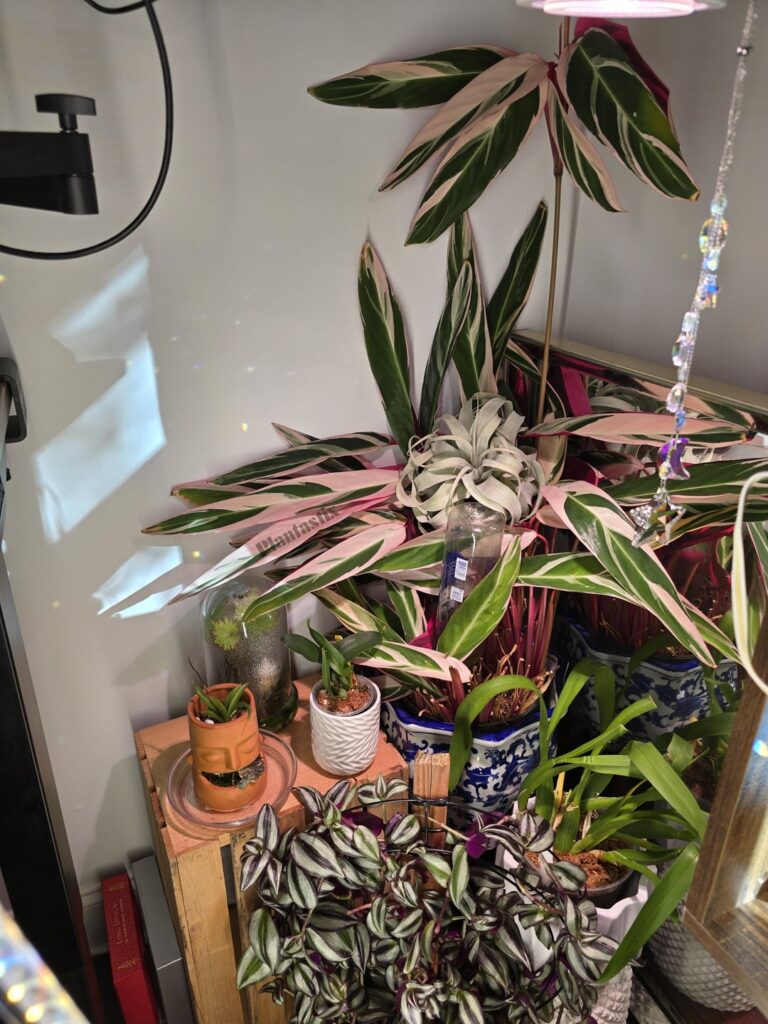 Airplant haven and my xerographica