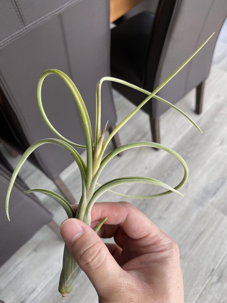 First to flower out of my 17 air plants🌾