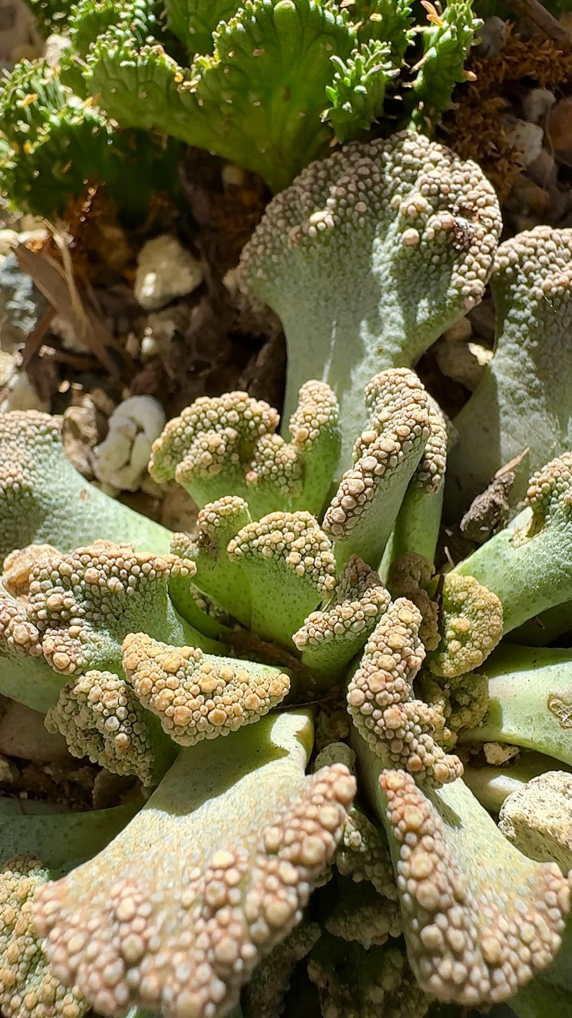 Titanopsis and aloinopsis and stuff