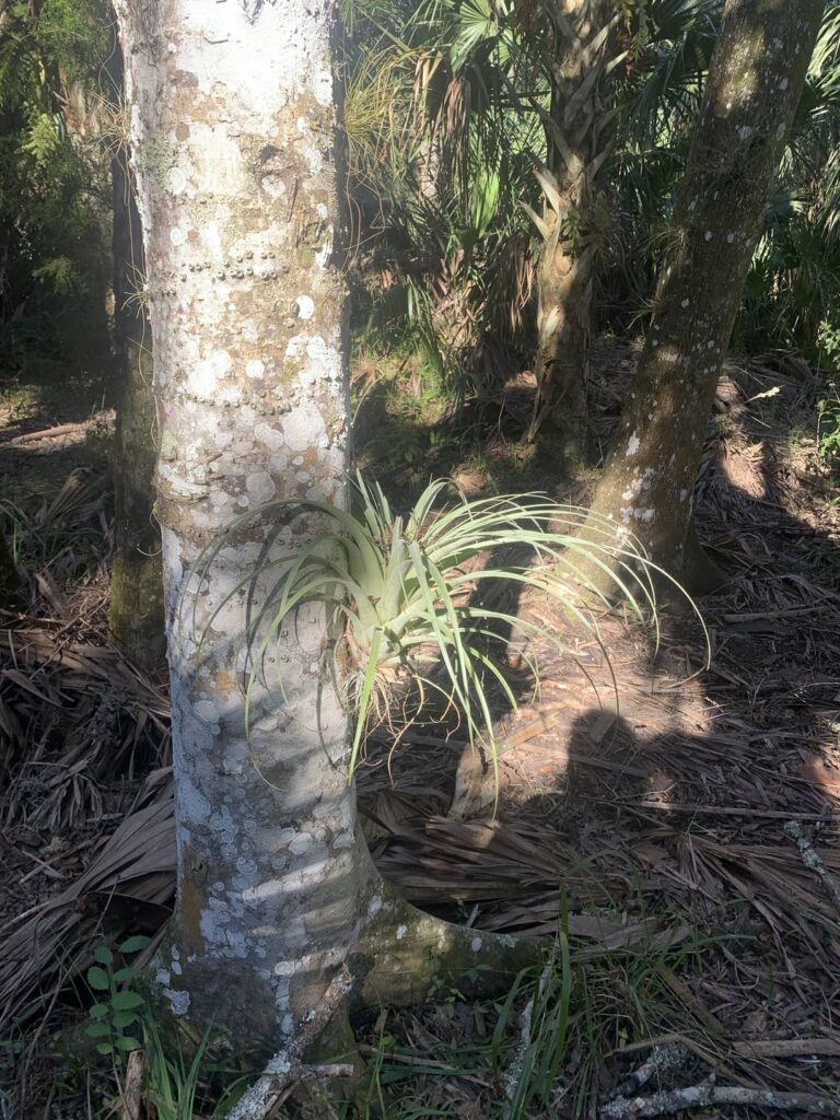 Giant air plant I found in the woods yestarday