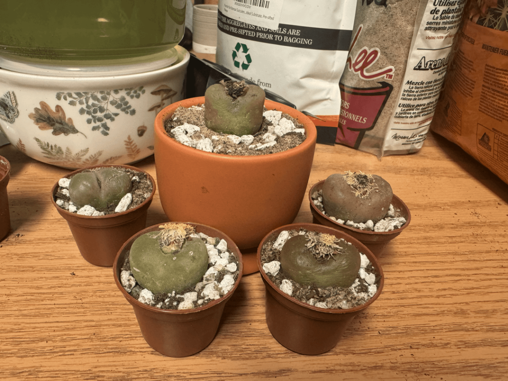 An update on the C. Maughanii from two days ago, they have all been happily potted/repotted in Hammer’s soil mix and should be doing well! Plus bonus photo of my recovering C. Burgeri that I posted a few weeks ago, who is slowly improving. An update on the C. Maughanii from two days ago, they have all been happily potted/repotted in Hammer's soil mix and should be doing well! Plus bonus photo of my recovering C. Burgeri that I posted a few weeks ago, who is slowly improving.