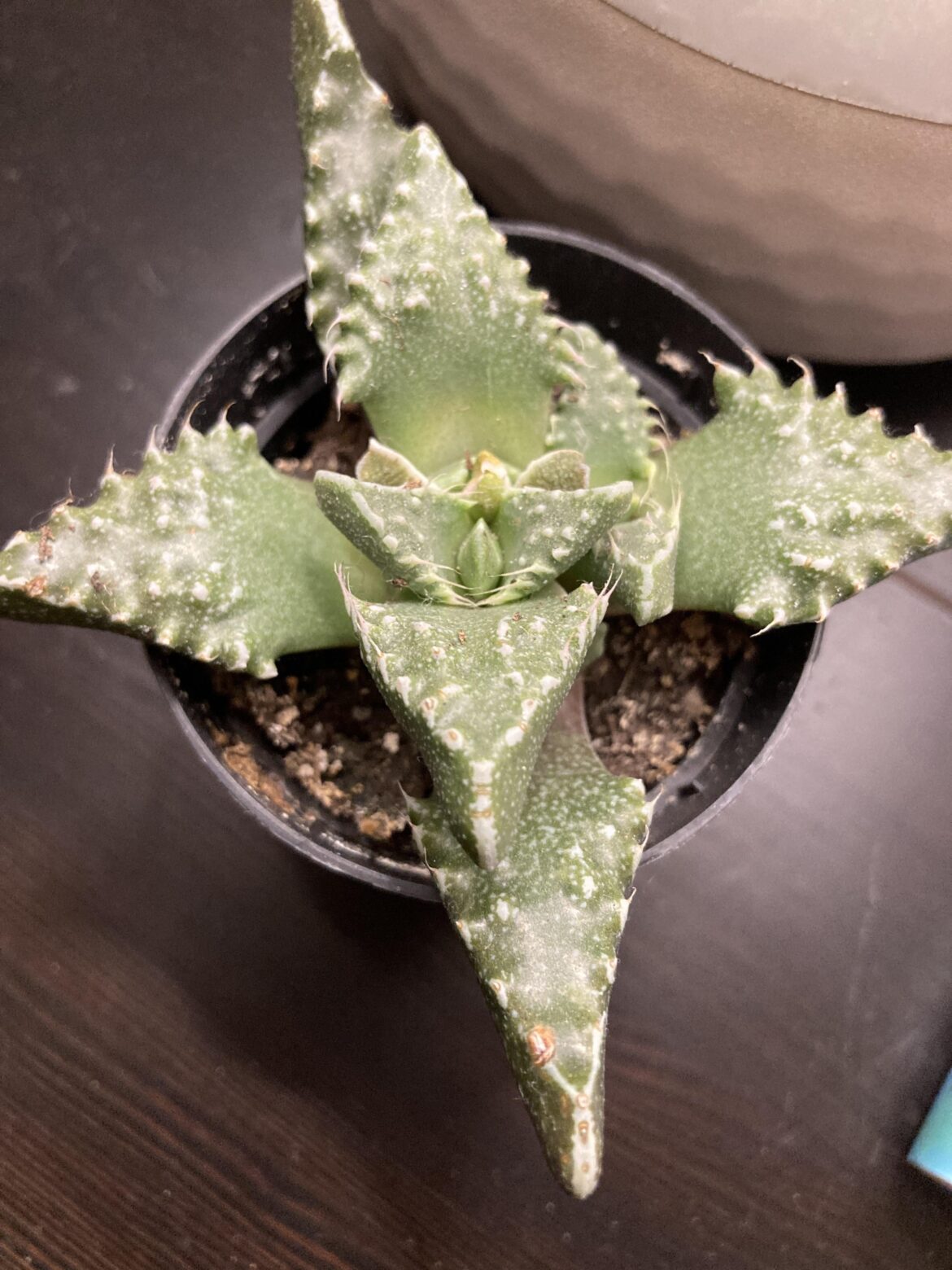 Thirsty cues for faucaria? Thirsty cues for faucaria?