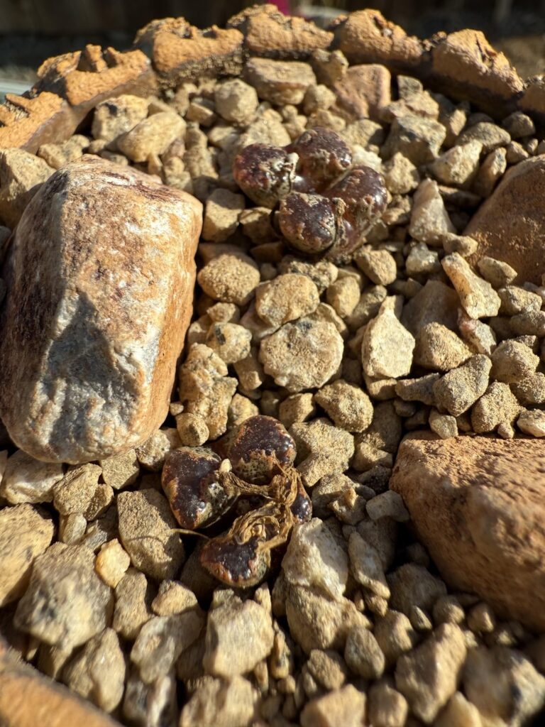 Obtained a wishlist plant of mine! Conophytum pellicidum var terricolor.