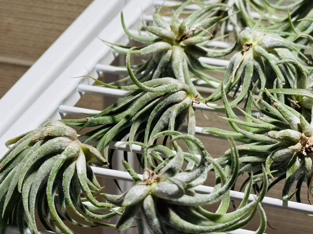 Air plant collection