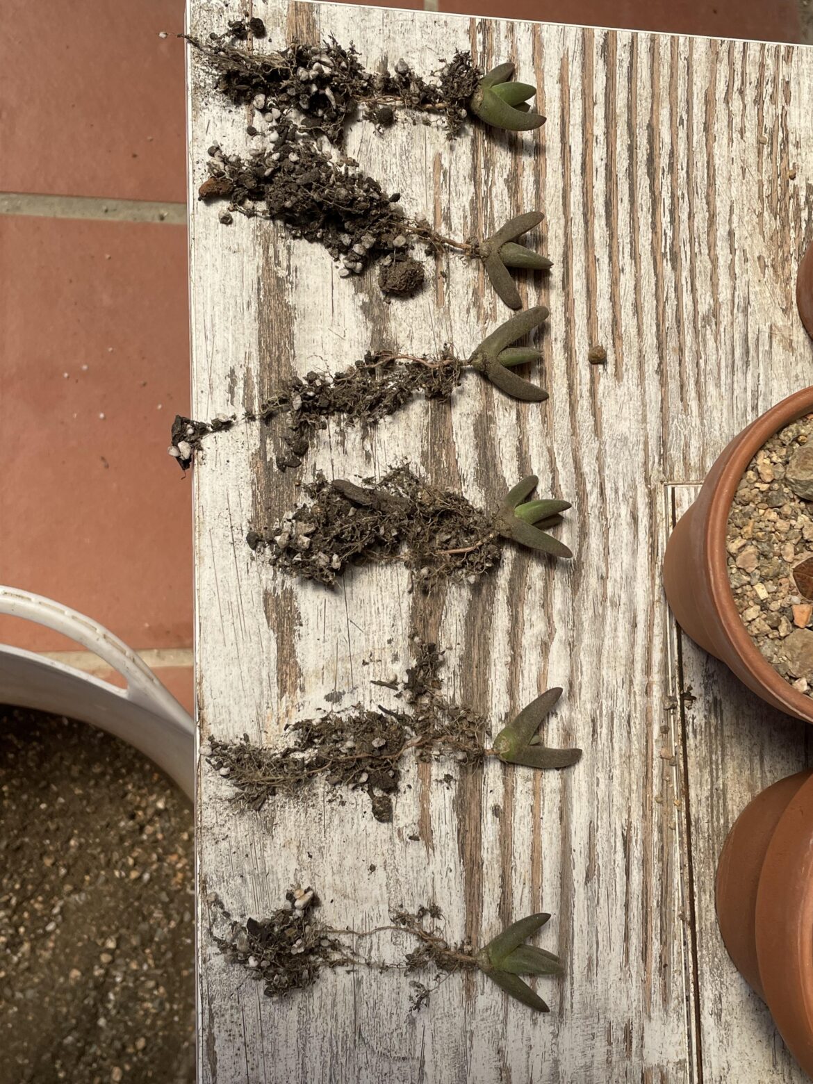 Gibbaeum velutinum 11 months from seed!