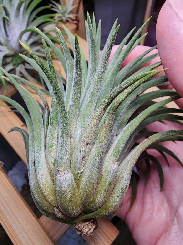 What is causing the brown pitted spots? What is causing the brown pitted spots?