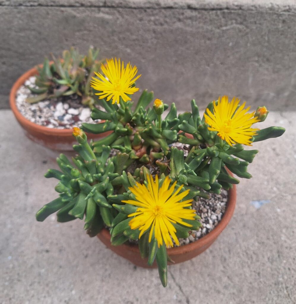 Rhombophyllum flowers (& others) Rhombophyllum flowers (& others)
