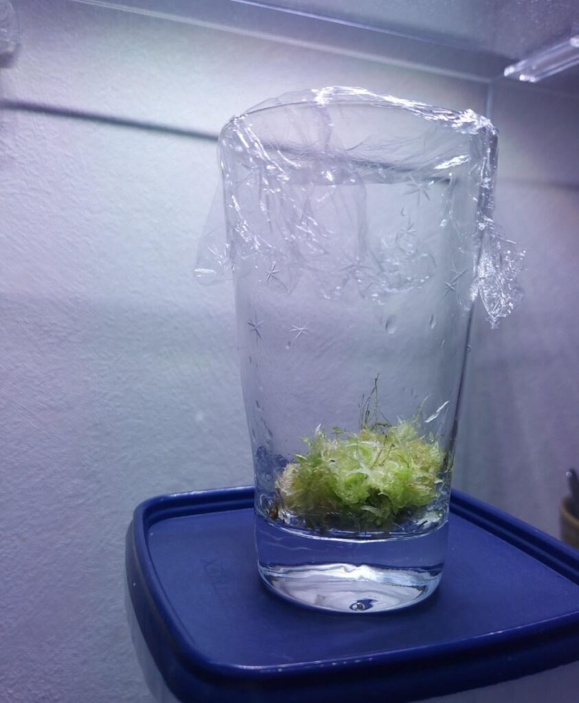 Question - do you guys think my sphagnum moss could survive like this for a little while until i make my terrarium?