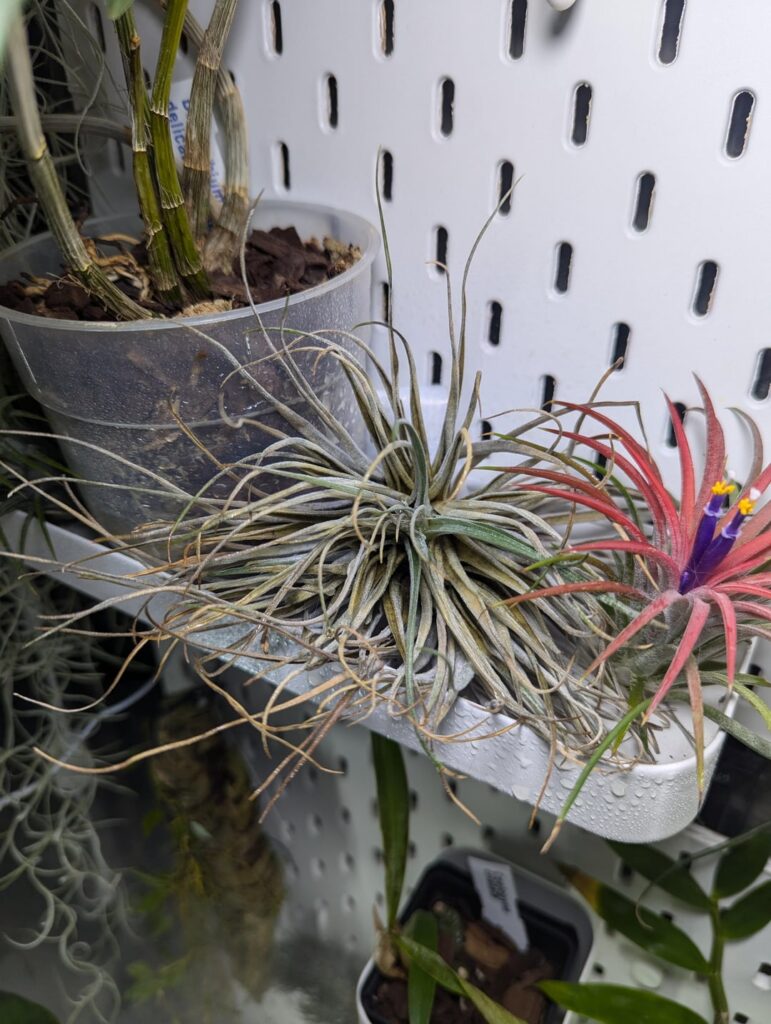 What's happening to this air plant?