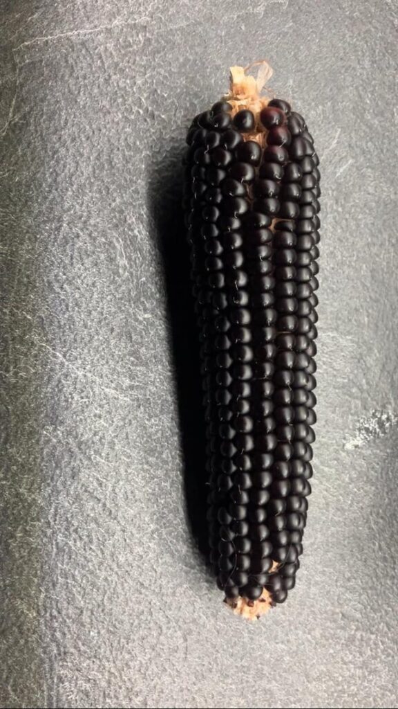 Grew my first ever popcorn?