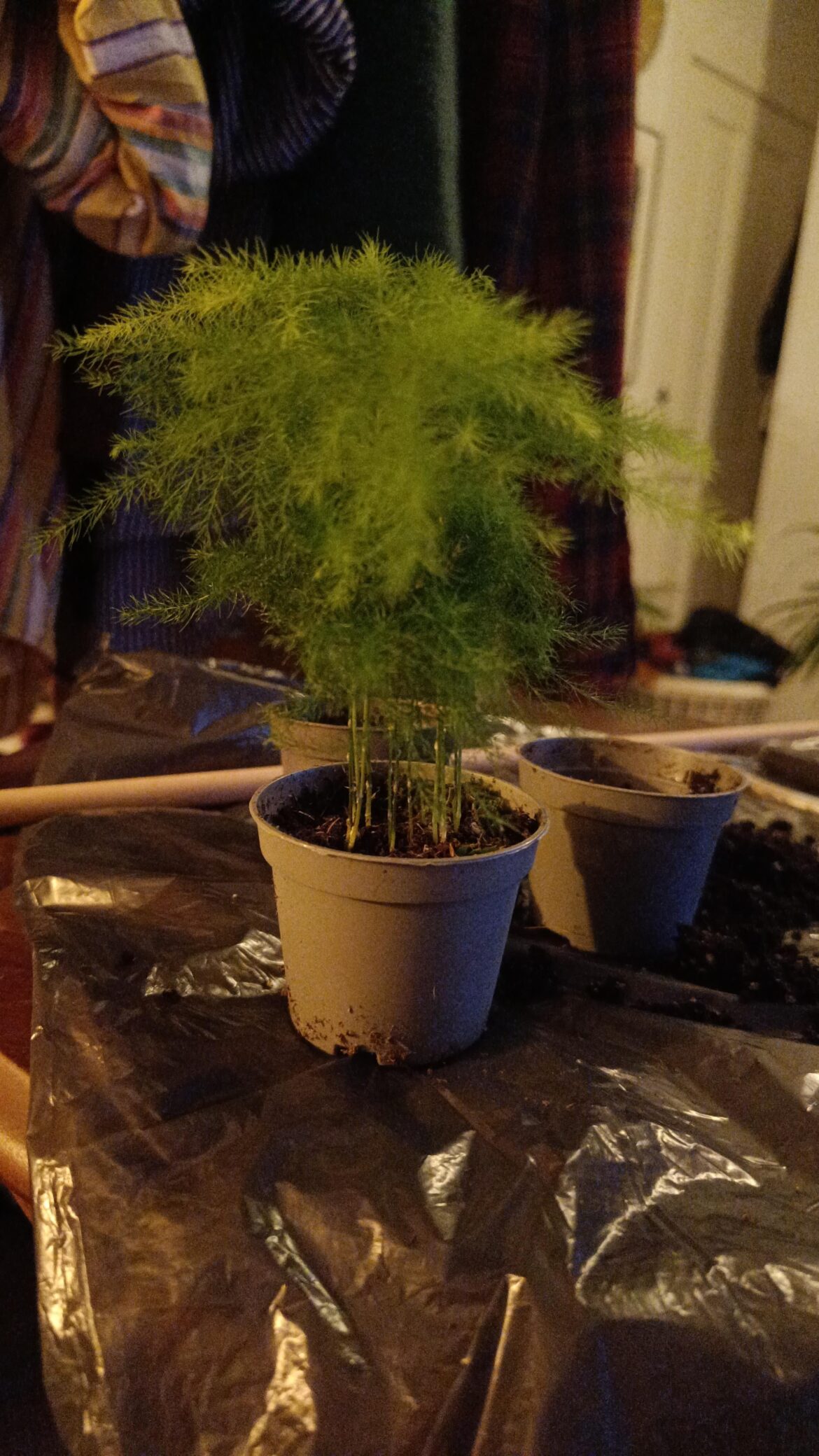 Afraid that mini fern in jarrarium will take over