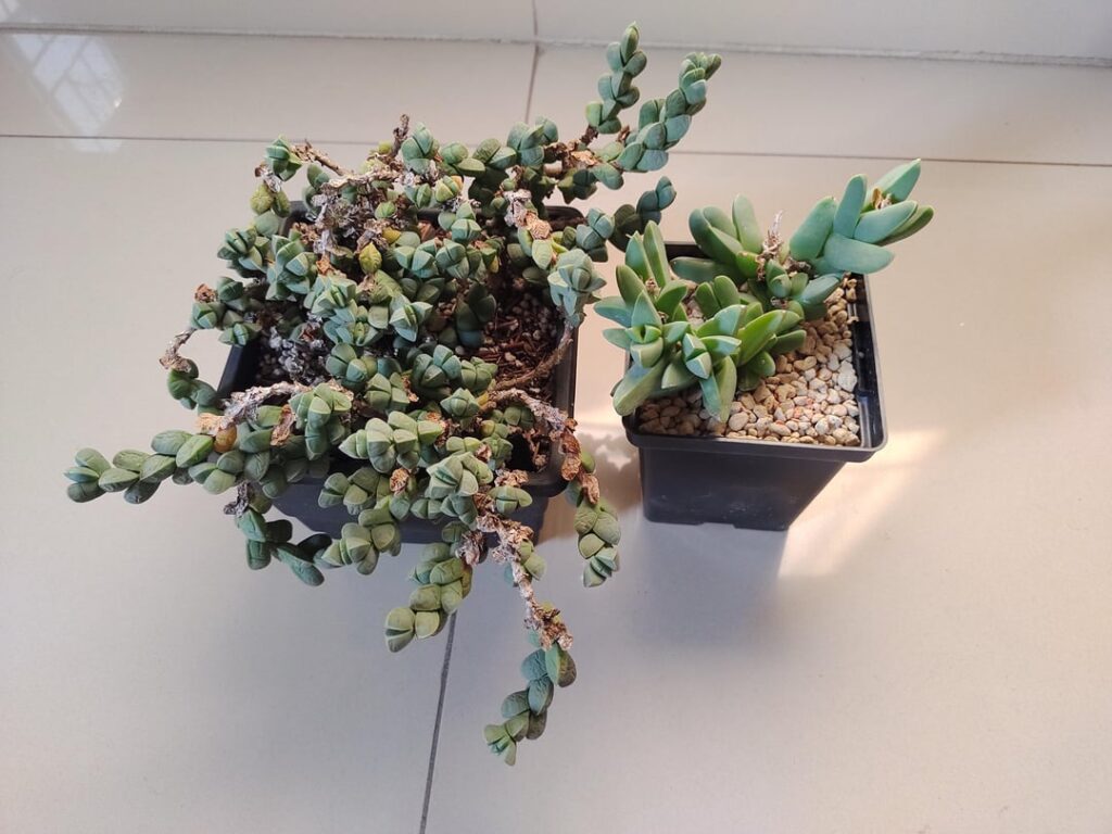 The true Corpuscularia lehmanni