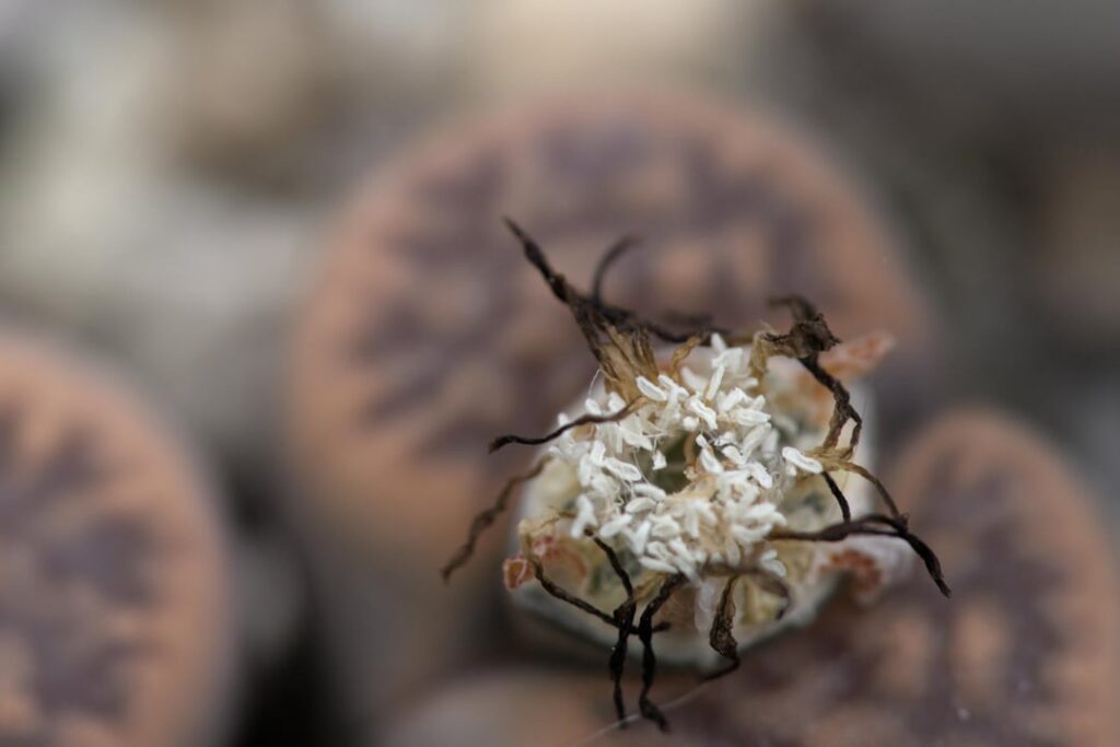 Playing around with new macro lens (L. karasmontana, C. armianum, P. nelii)