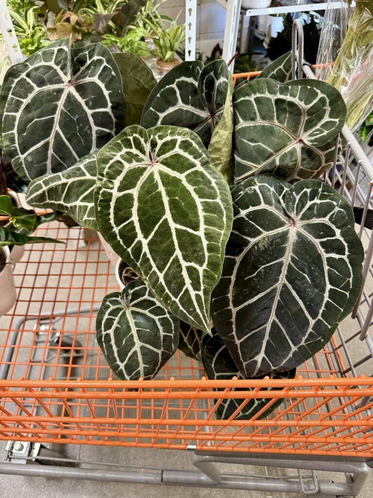 DocBlock Michelle 💚🍀