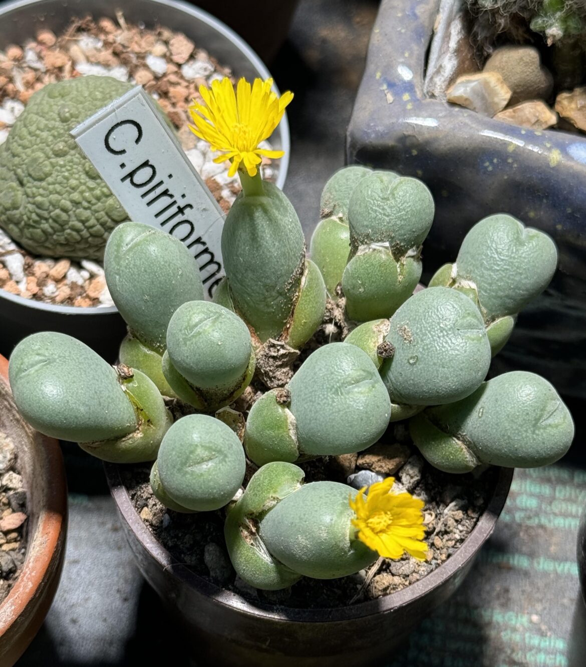 A new to me piriforme