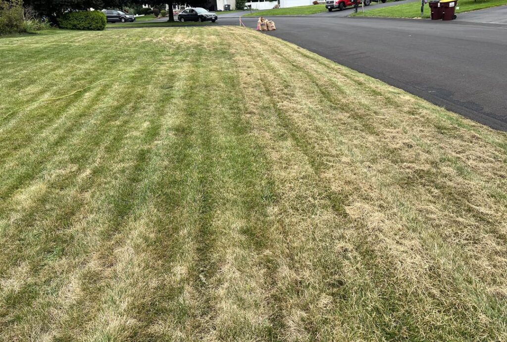 Fall overseeding results