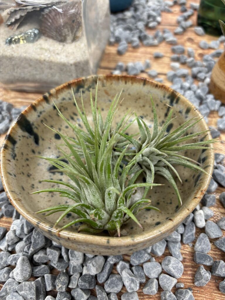 Airplant care for a newbie?