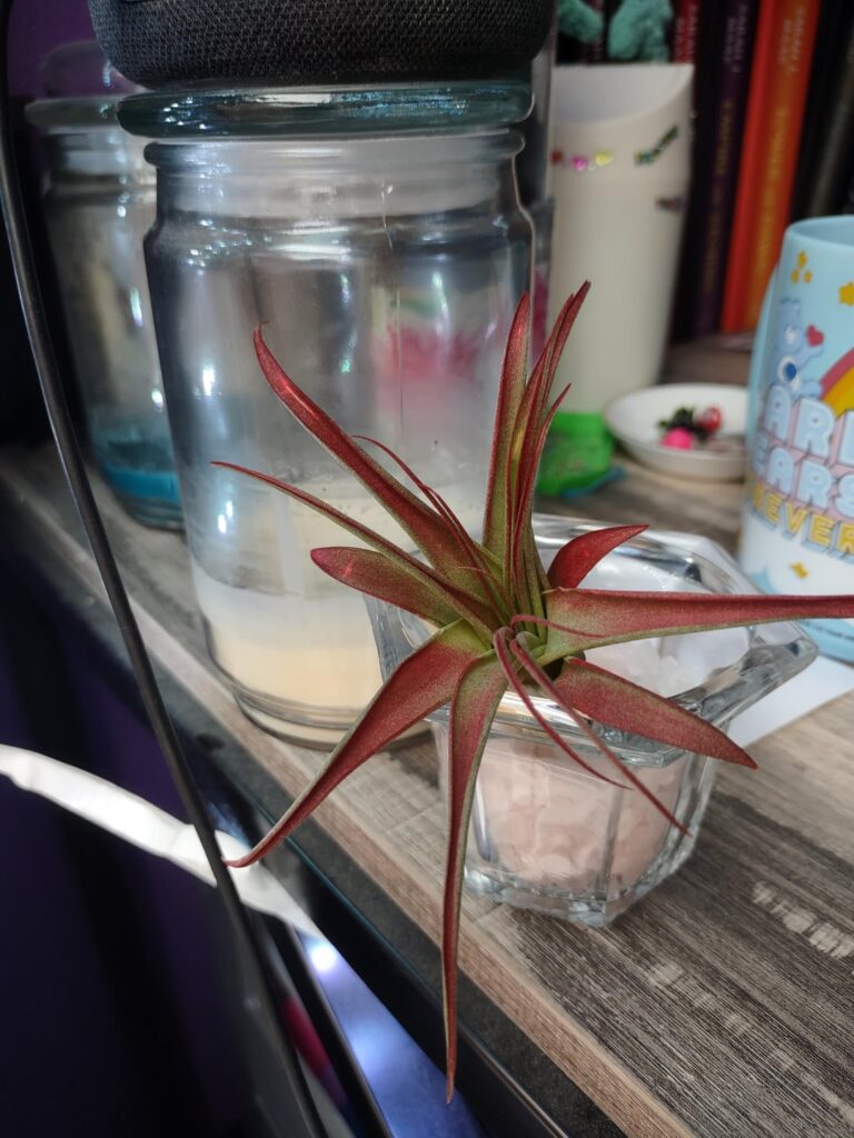 What is happening to my air plant