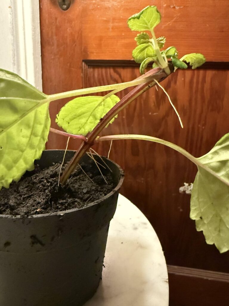 Swedish Ivy Prop – is this ok? Swedish Ivy Prop - is this ok?
