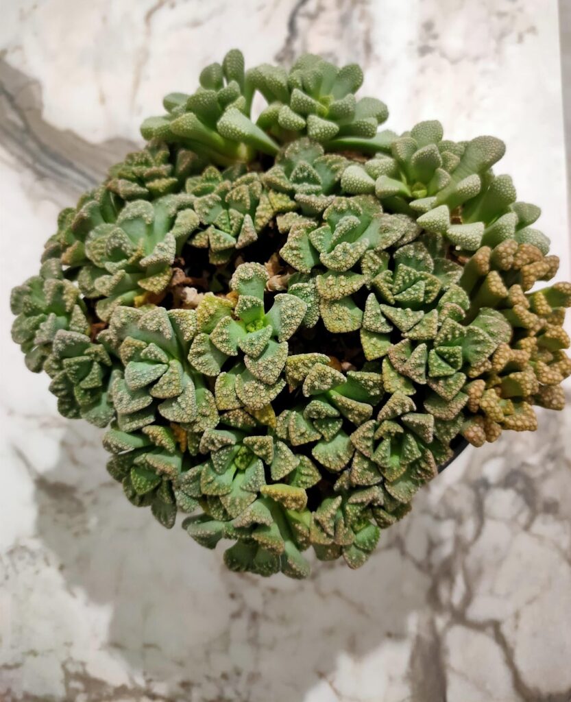 My Titanopsis pot