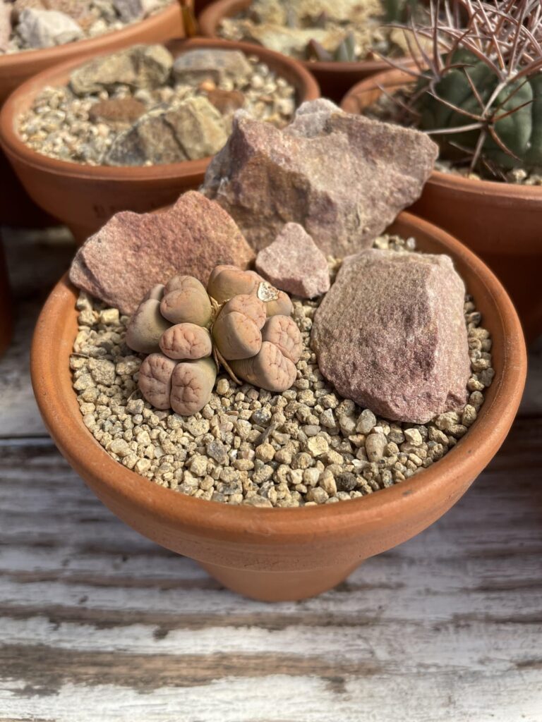 Staged my largest lithops cluster.