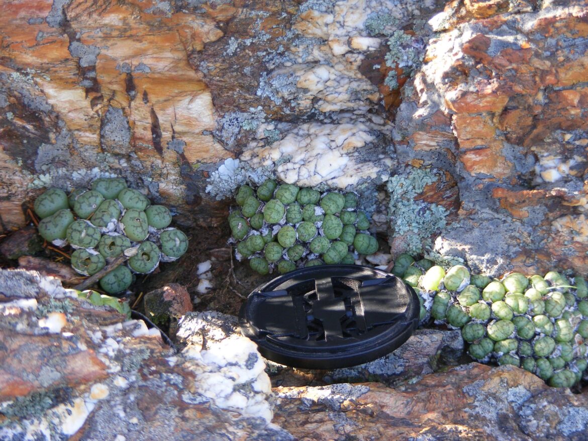 Conophytum in Nuy Valley, South Africa