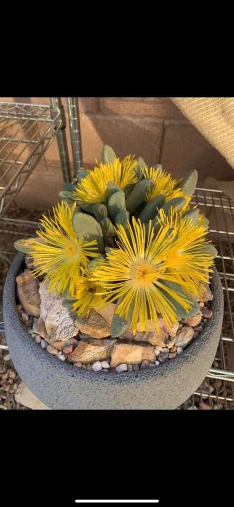 Some pictures of my buddy Moe’s collection