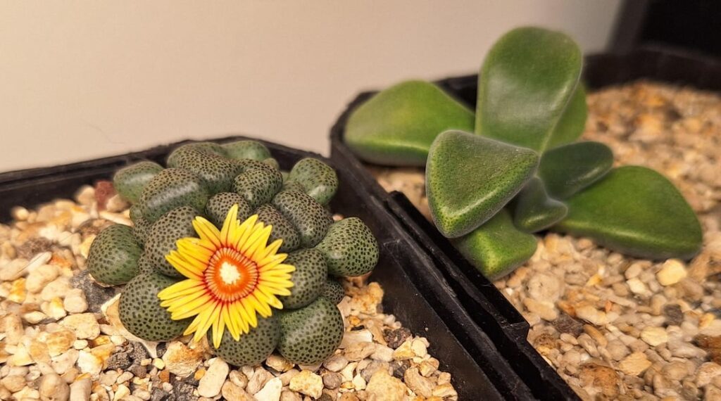 Recent Collection Photos