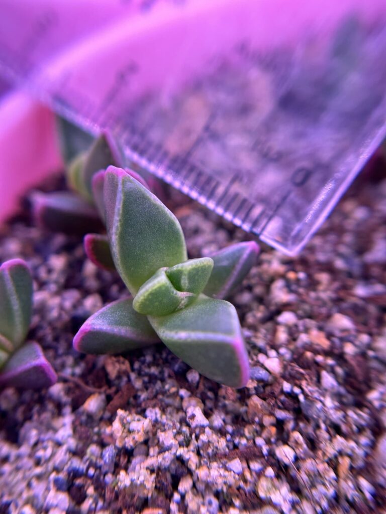 Baby’s first teeth!