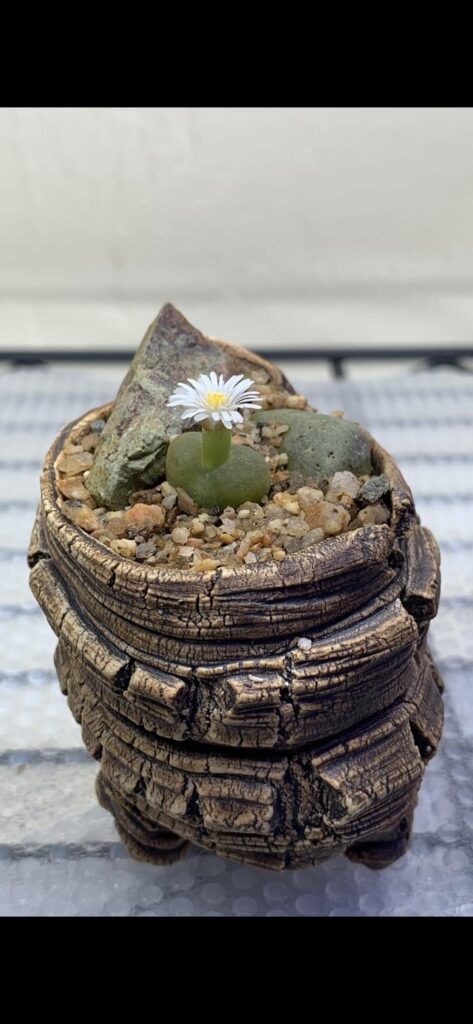 Lovely little cono flowers
