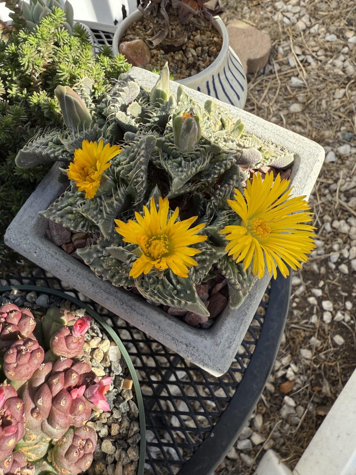 Nice surprise before work earlier!