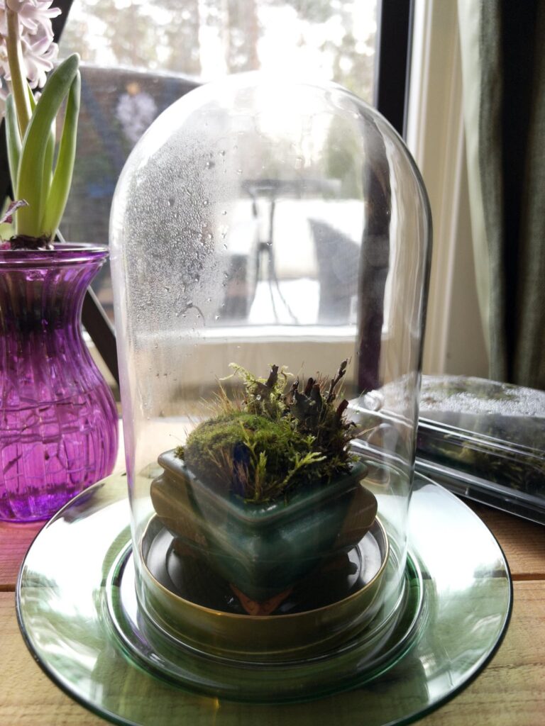 Moss from my outside planter