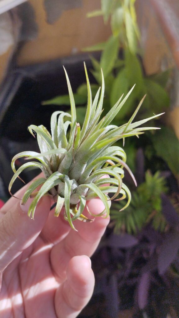 My latest purchase: T.ionantha. Care tips?