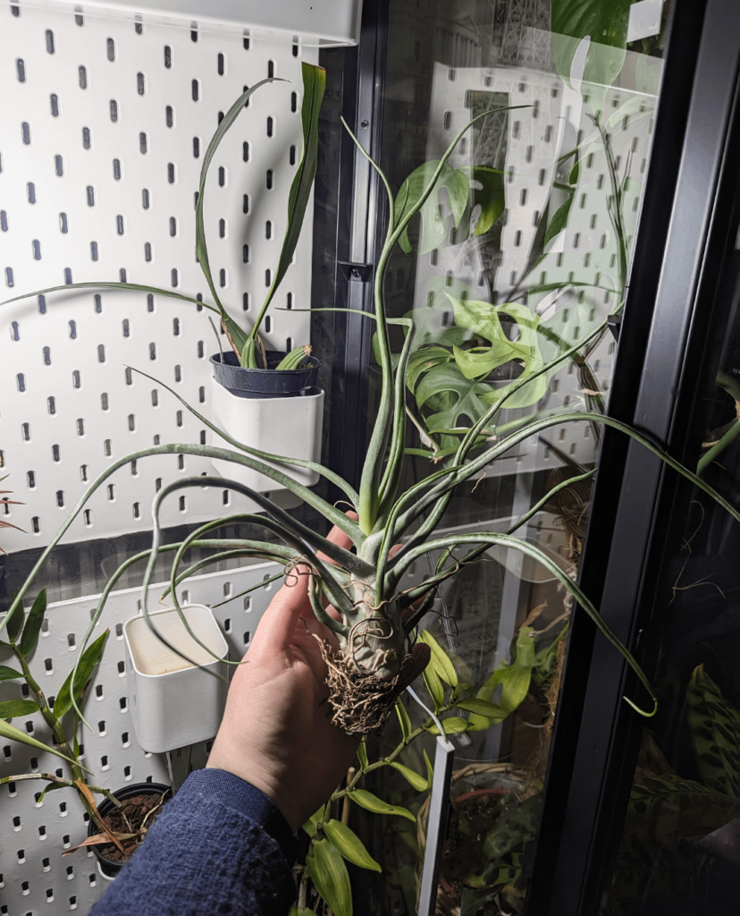 I love this big chonky air plant - what is it?