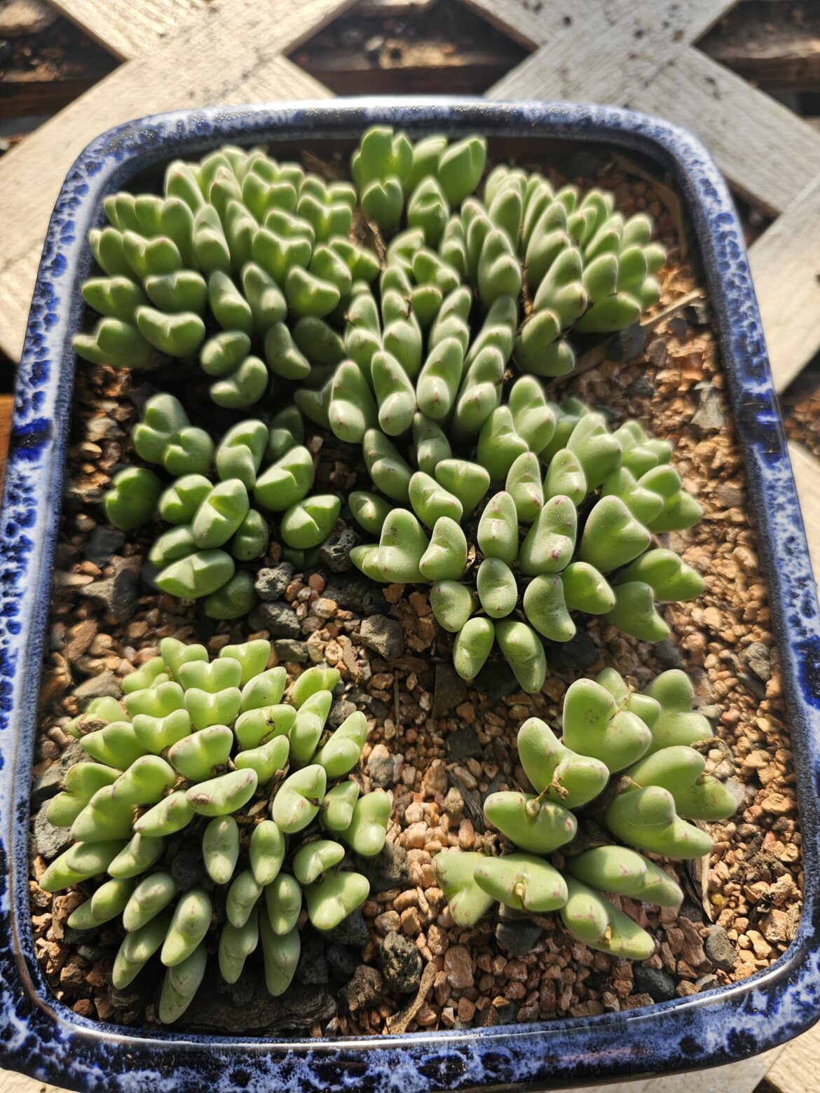 The only mesembs that seem to like me