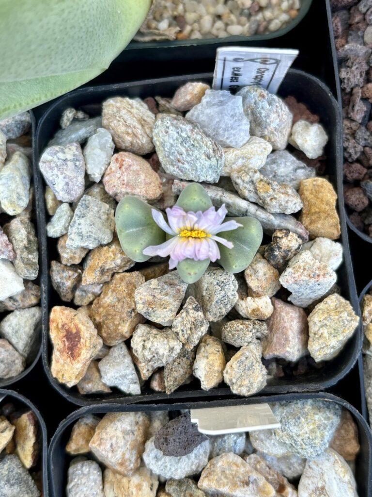 Pink fasciated flower on my Cono. longum!