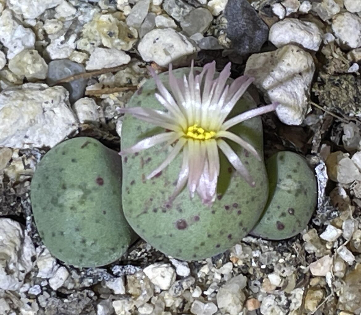 My Conophytum truncatum ssp. viridicatum from the LA Intercity show just bloomed