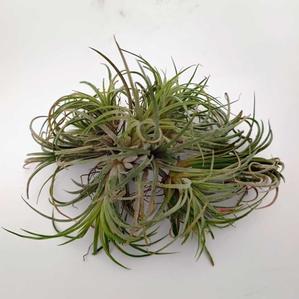 Air Plant in Bloom